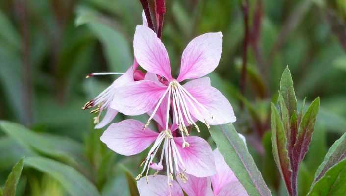 Gaura lindheimeri : 8 idées d’associations réussies