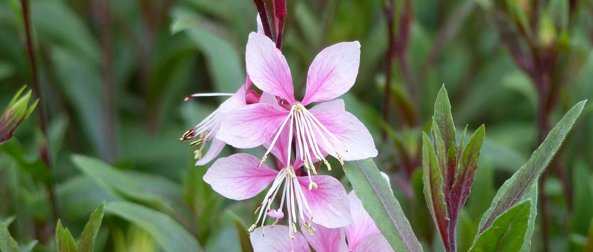 Gaura lindheimeri : 8 idées d’associations réussies