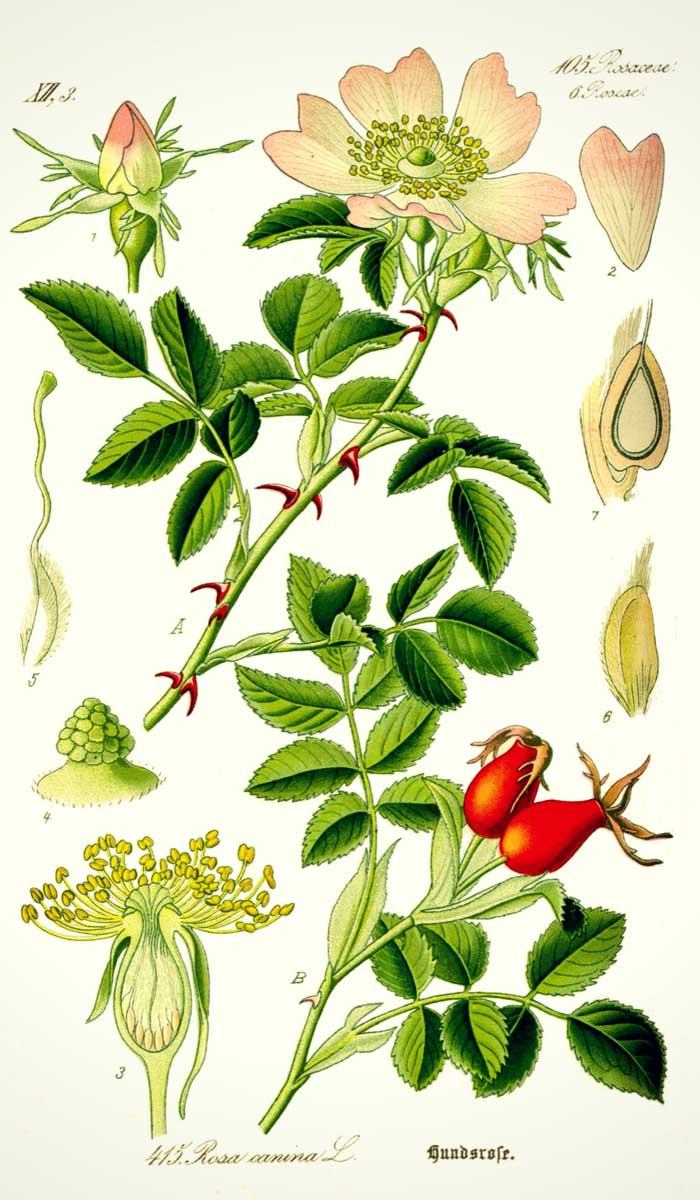 Illustration botanique de l'églantier