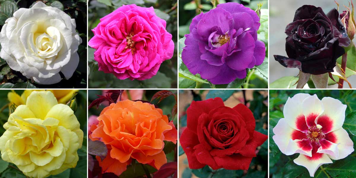 Les couleurs des fleurs de rosiers