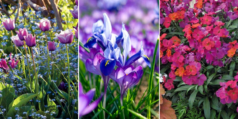 En mixed-border : tulipes, myosotis, iris réticulé, crocus et giroflée