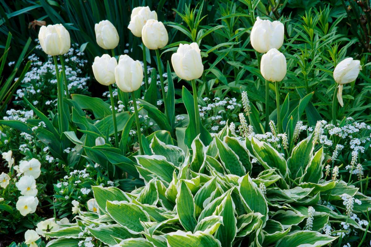 Tulipe : plantation, floraison et entretien