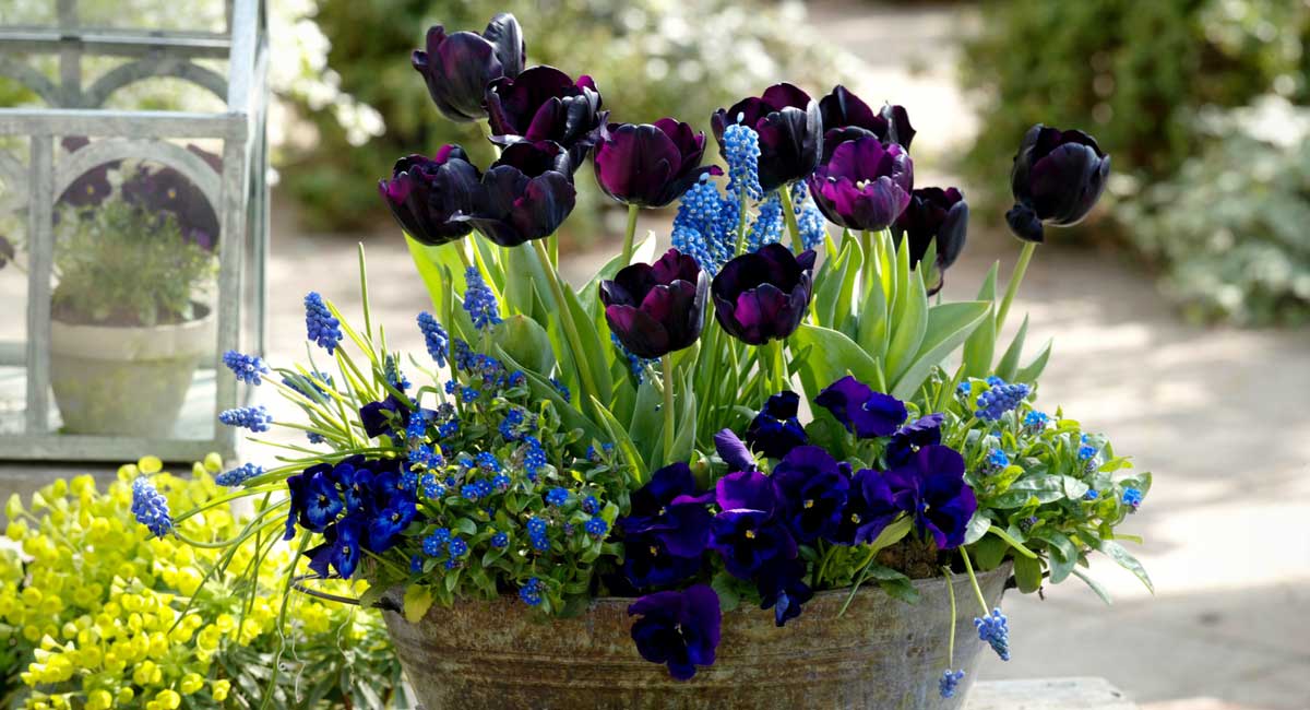 Tulipes en pot avec des muscaris et Viola