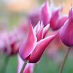 Tulipes : planter, cultiver et entretenir