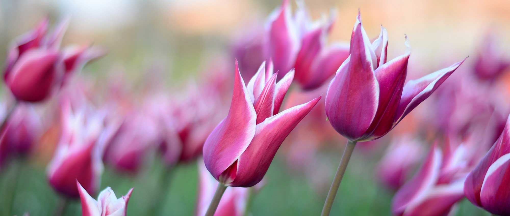 Tulipes : planter, cultiver et entretenir