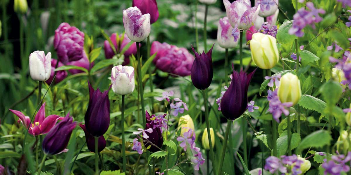 Association avec différentes variétés de tulipes