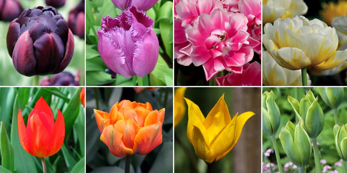 Les tulipes offrent des floraisons aux teintes variées !
