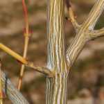 5 arbres et arbustes à bois coloré qu’il faut avoir dans son jardin d'hiver