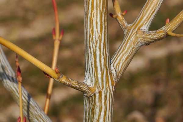 5 arbres et arbustes à bois coloré qu’il faut avoir dans son jardin d'hiver