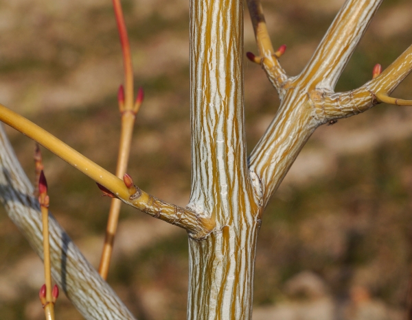 5 arbres et arbustes à bois coloré qu’il faut avoir dans son jardin d'hiver