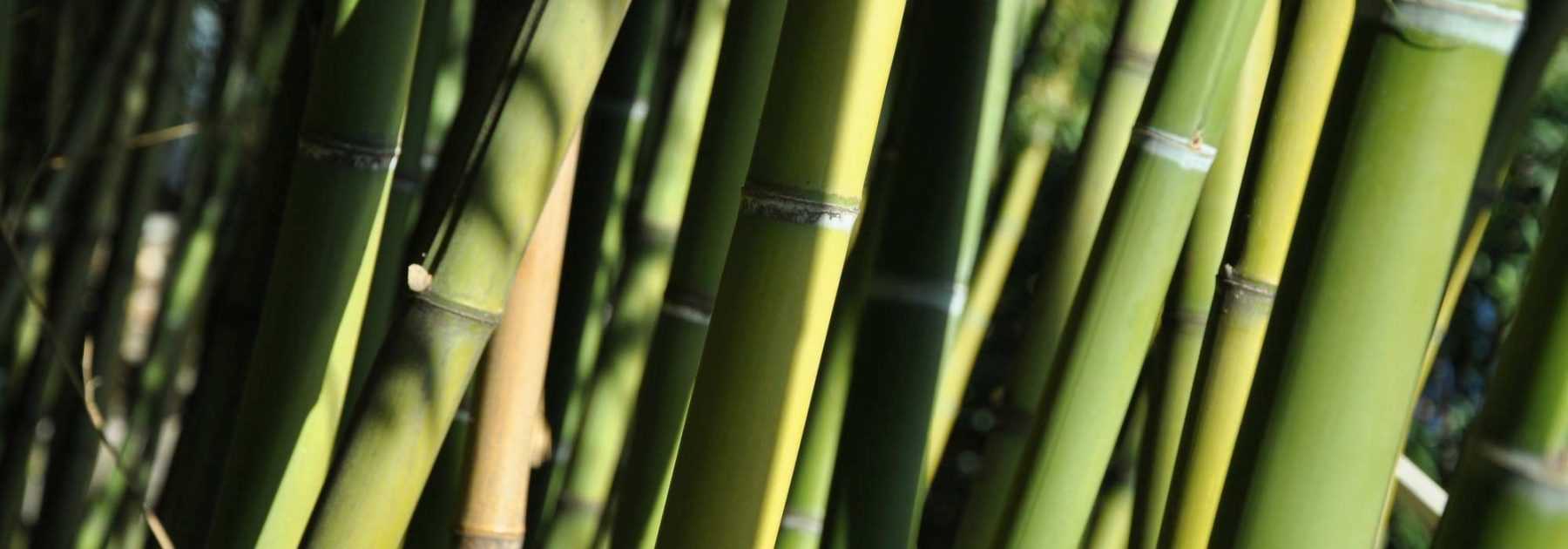 Quel type de bambou choisir ? Nos conseils
