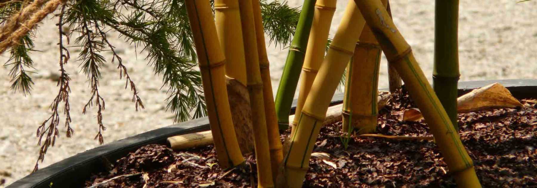 Le bambou : la touche déco exotique du jardin ! 4 Pieds déco