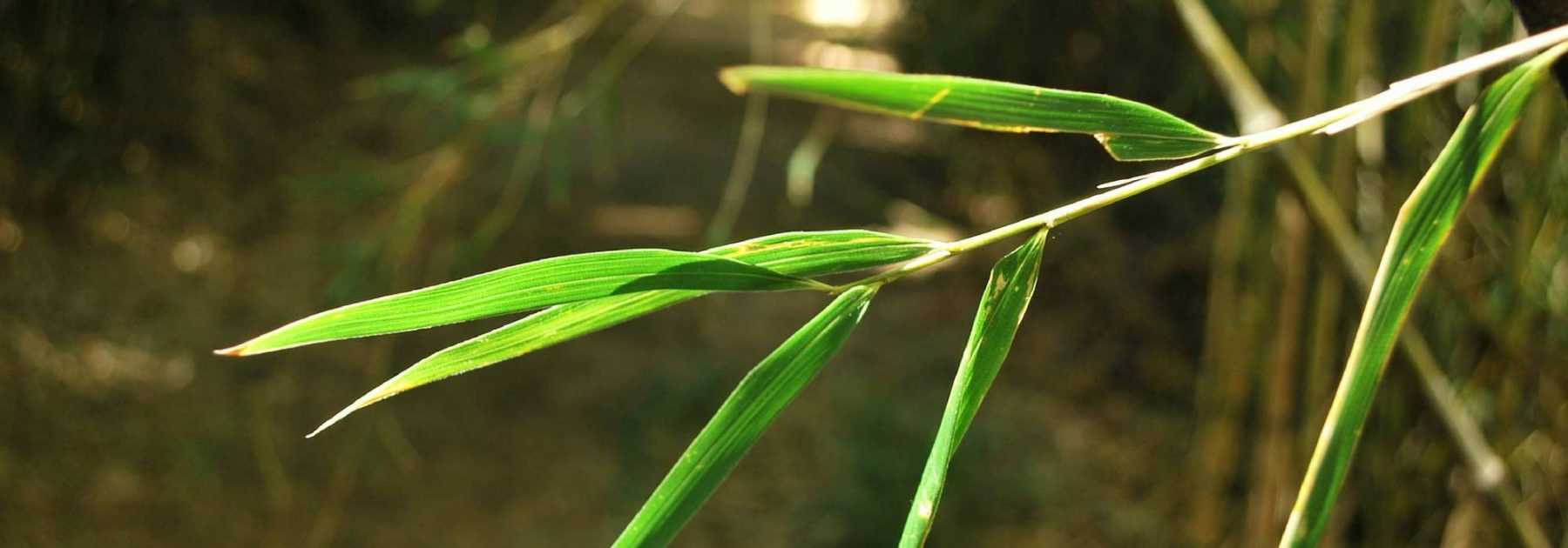 Haie de bambou : quelles variétés choisir ?