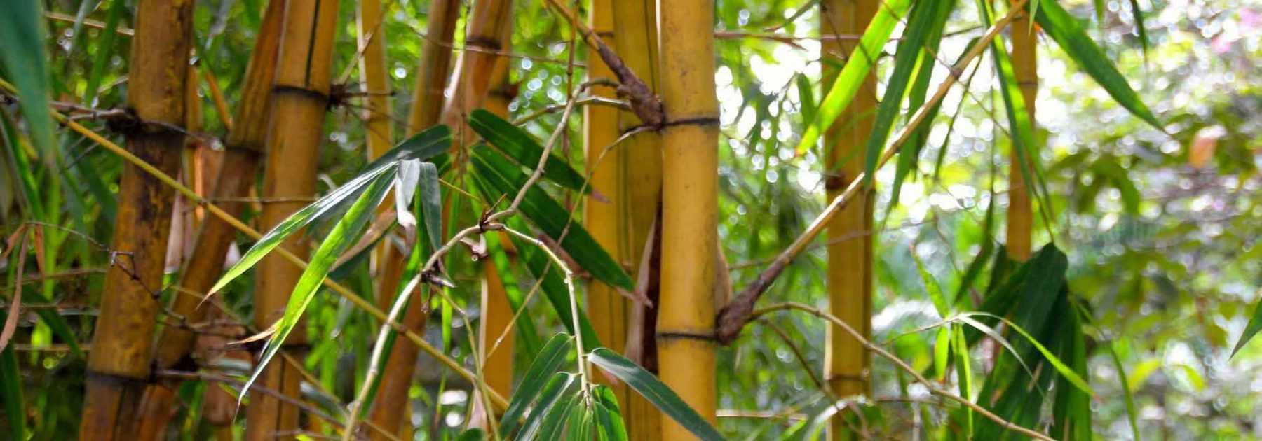 Bambou géant: Plantation, utilisation en haie brise-vue