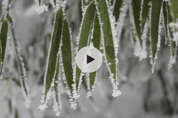 Protéger les bambous de la neige