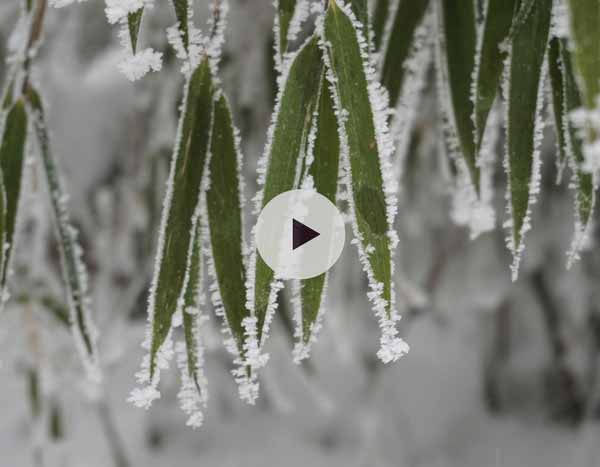 Protéger les bambous de la neige