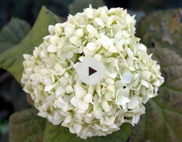 Comment bouturer un hortensia ?