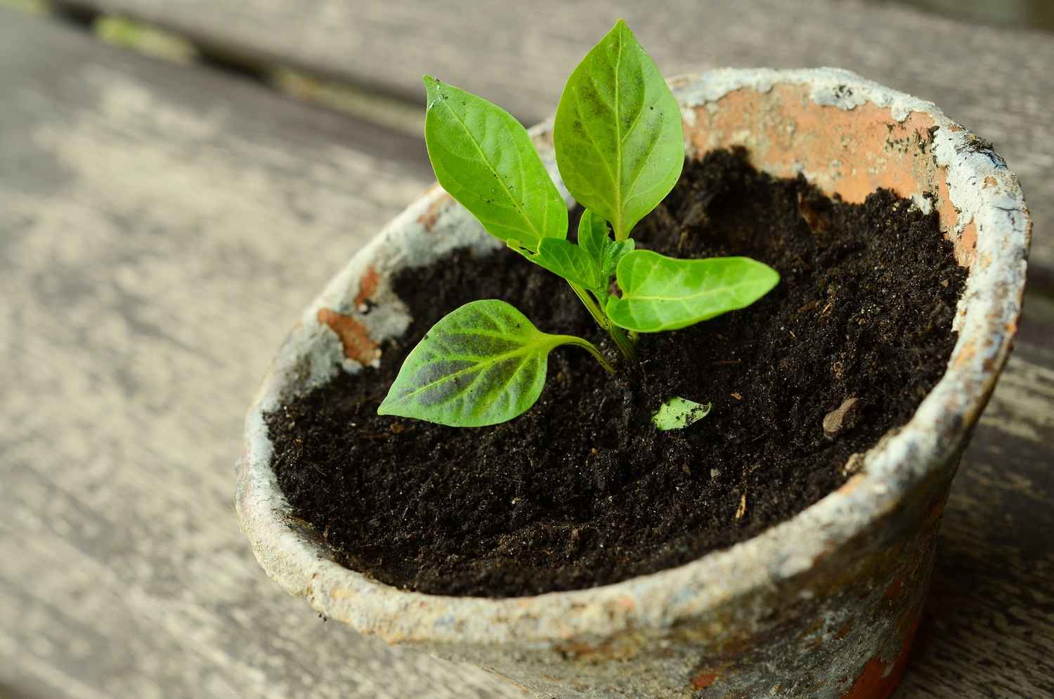 Qu'est-ce que la tourbe ? Comment l'utiliser au jardin ?