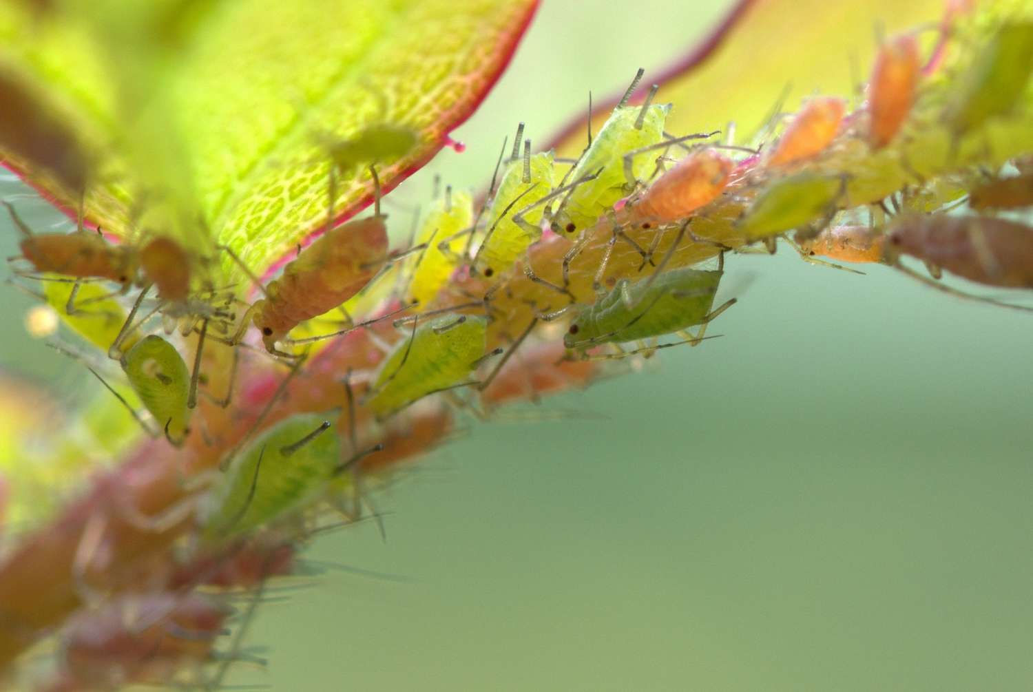 Les traitements et moyens préventifs contre les fourmis