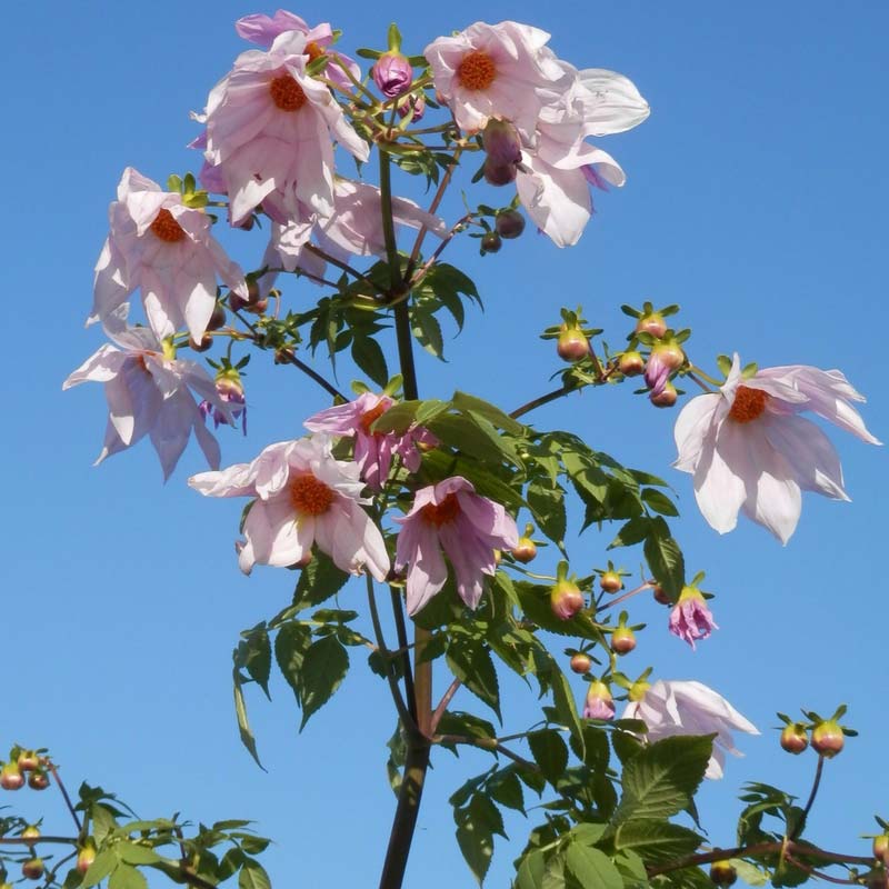 Le Dahlia imperialis, plus facile à cultiver qu'on le dit !