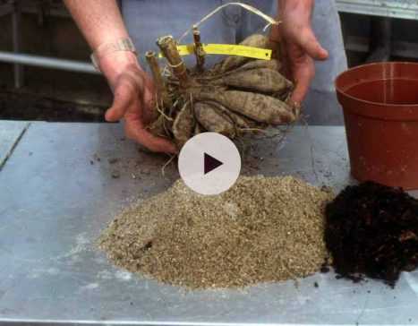 Démarrer un dahlia en pot