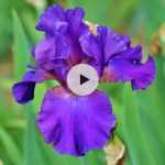 Diviser les iris