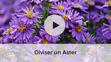 Division d'un Aster - vidéo jardinage