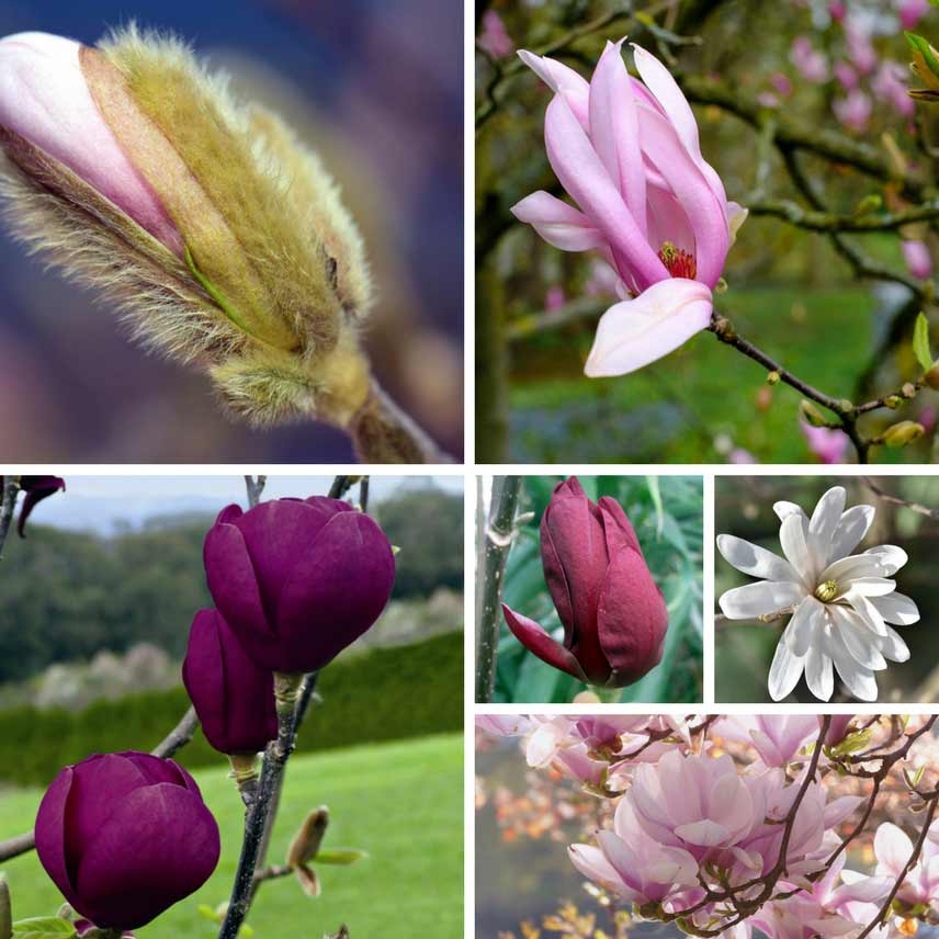 La floraison des magnolias