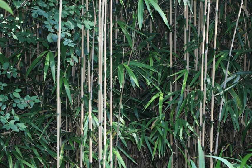 Haie bambou
