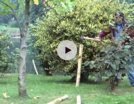 Haubaner un arbre