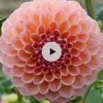 Hiverner les dahlias - Vidéo pour apprendre à hiverner efficacement vos dahlias