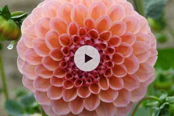 Hiverner les dahlias - Vidéo pour apprendre à hiverner efficacement vos dahlias
