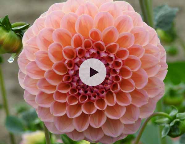 Hiverner les dahlias - Vidéo pour apprendre à hiverner efficacement vos dahlias