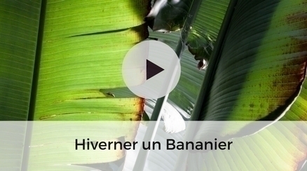 Protéger un bananier en hiver - video jardinage