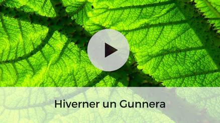 Hiverner un gunnera - video jardinage