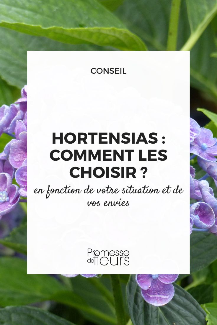 nos conseils d'expert pour bien choisir votre hortensia