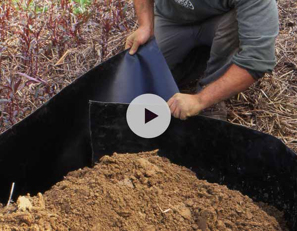 Comment limiter une plante envahissante ?