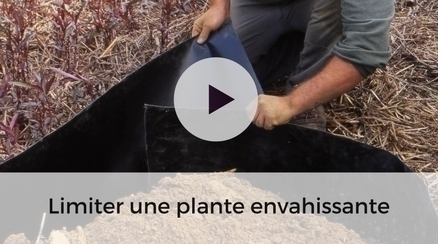 Limiter une plante envahissante - video jardinage