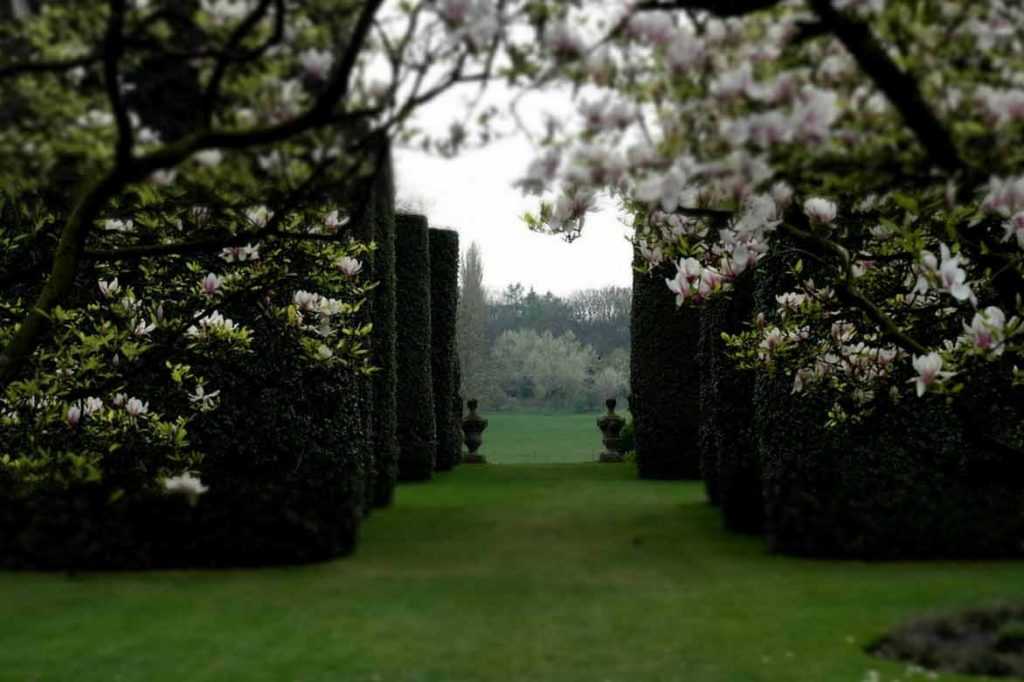 Des magnolias en haie fleurie