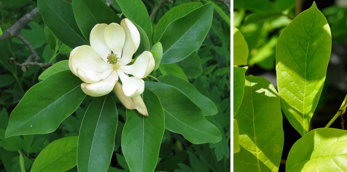 Magnolia virginiana Glauca et Magnolia stellata 'Royal Star'