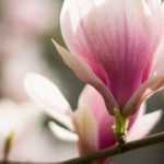 Magnolia: quand et comment tailler