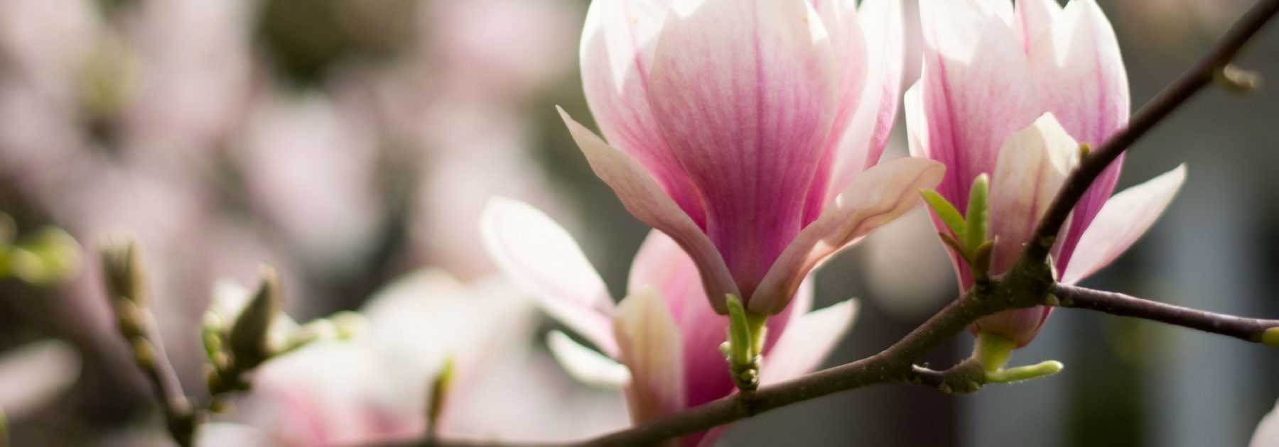 Magnolia: quand et comment tailler