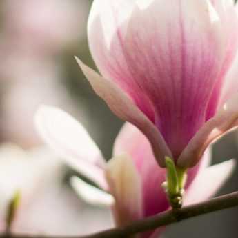 Magnolia: quand et comment tailler