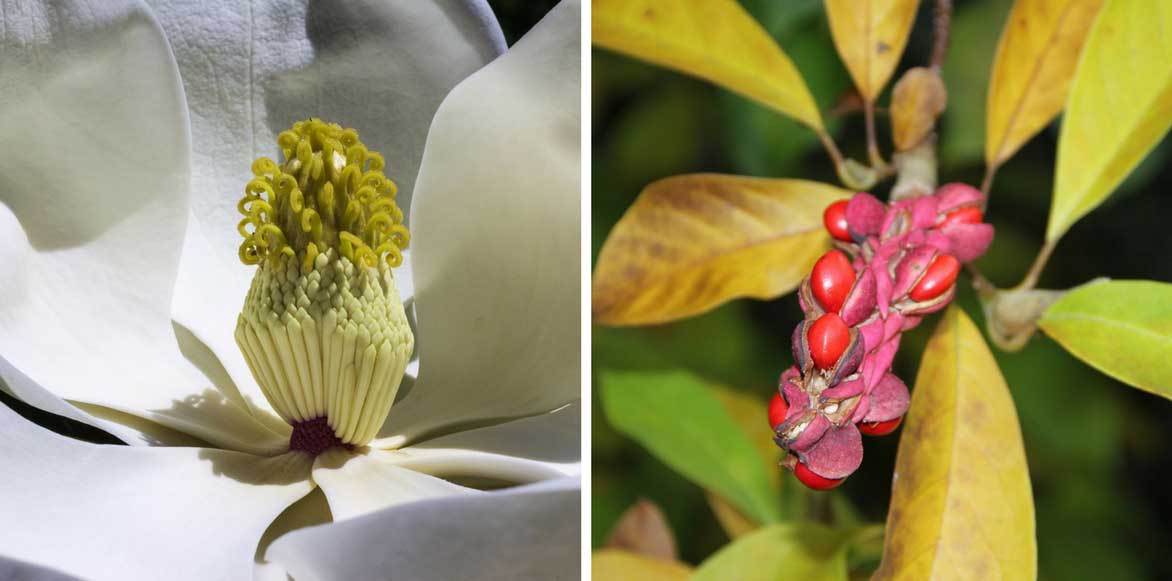 Magnolia grandiflora et fruits décoratifs 