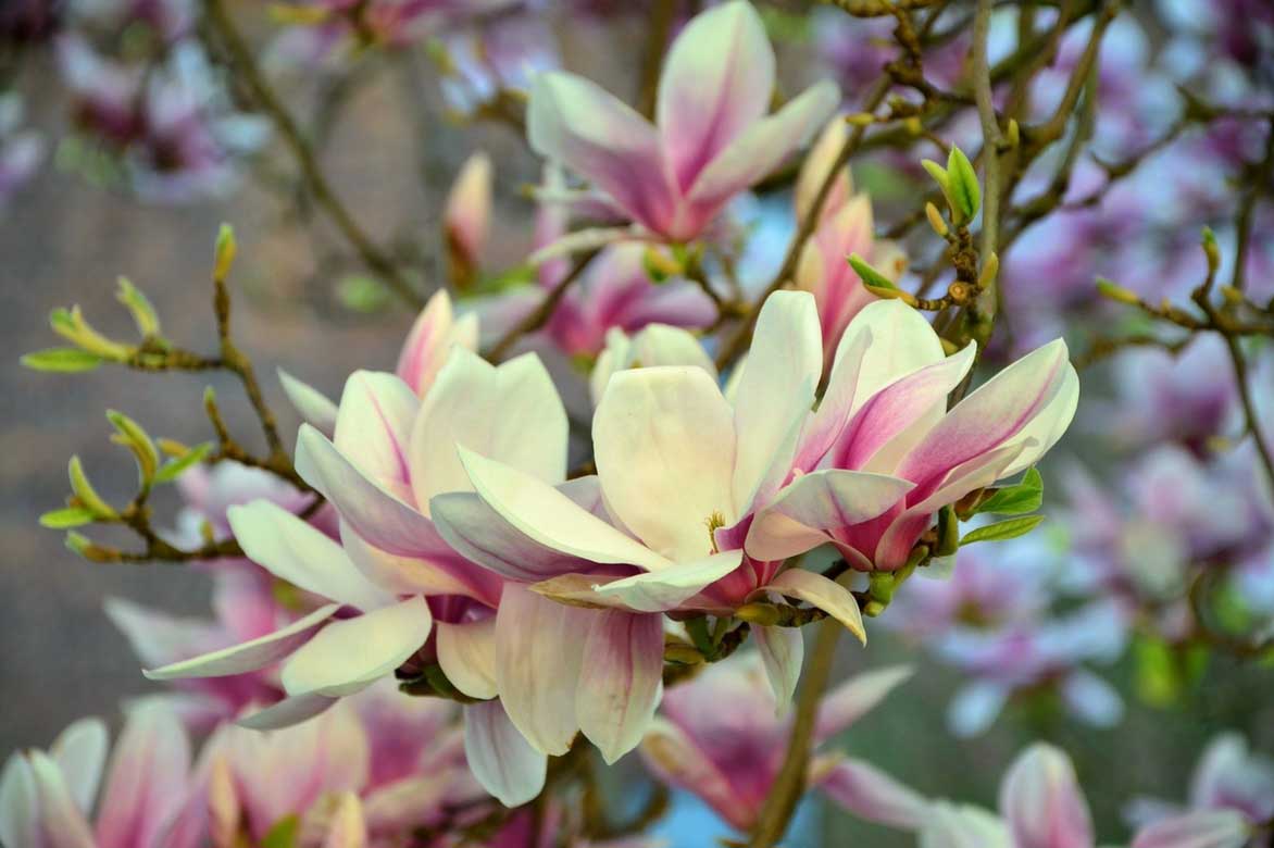 Magnolia soulangeana, magnolia à feuilles caduques