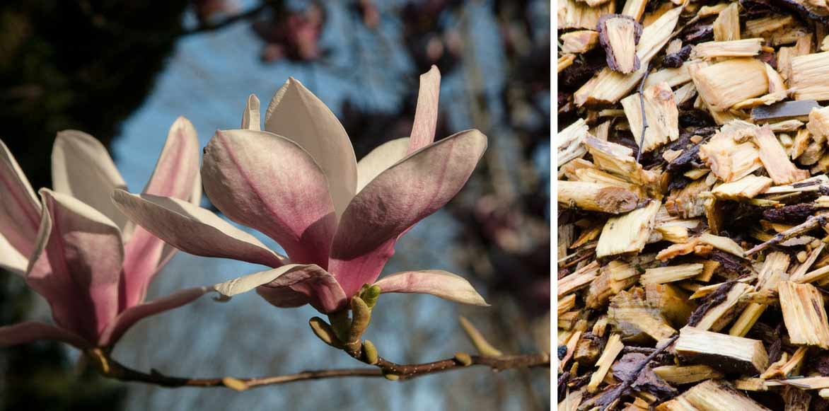 Les magnolias demandent peu d'entretien
