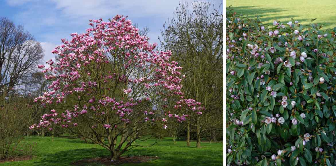 Comment planter un magnolia de Soulange ?
