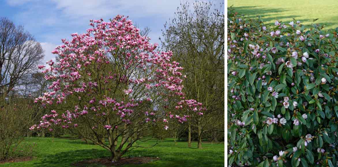 comment planter magnolia
