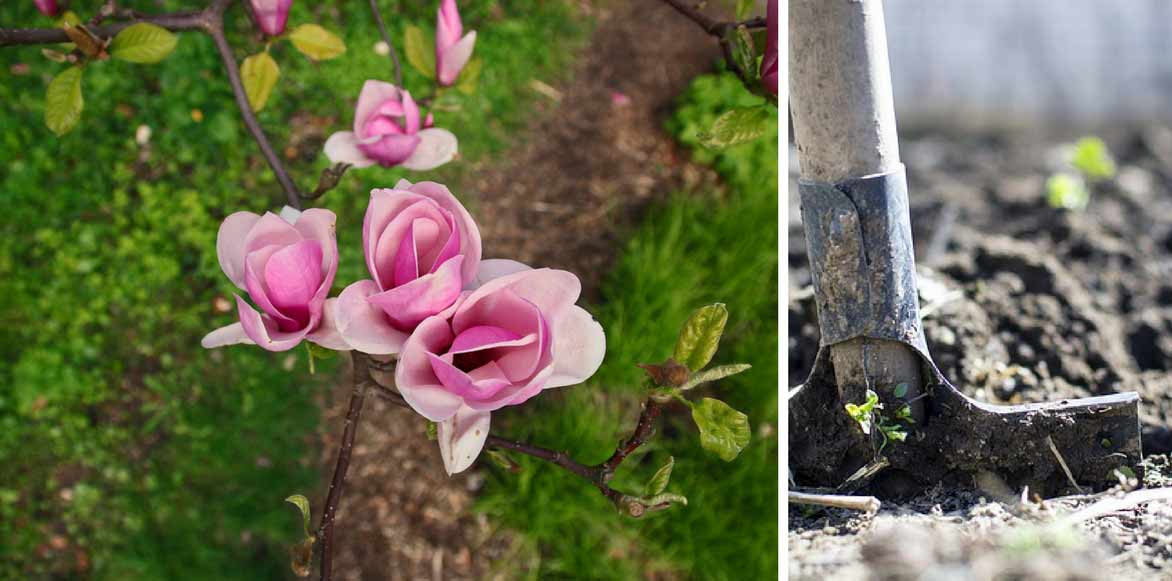 plantez les magnolias en sol soit riche, profond et frais
