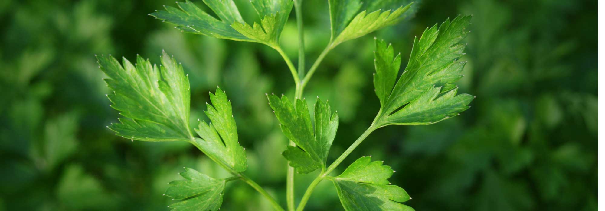 Le persil, plat ou frisé : le semer, le planter et le cultiver